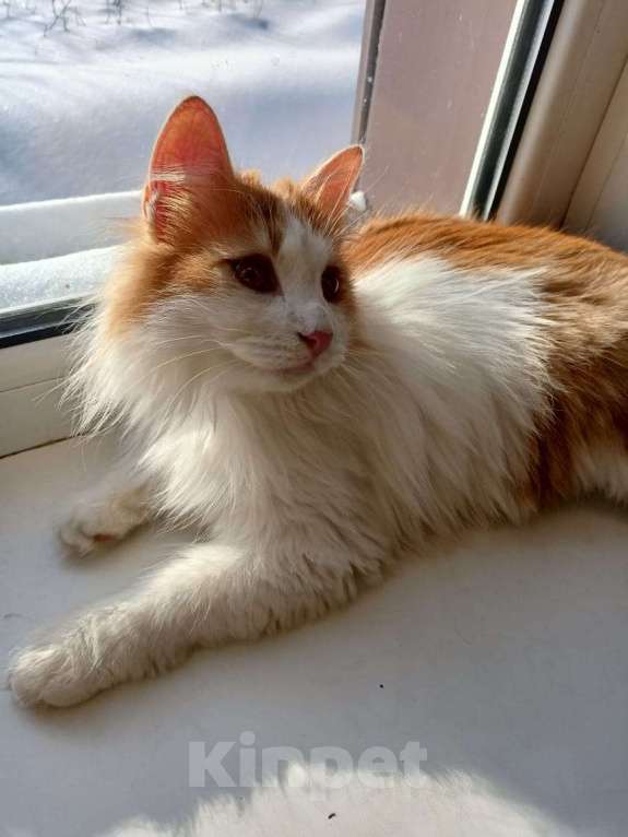 Кошки в Калуге: Отдам в хорошие руки Мальчик, Бесплатно - фото 3