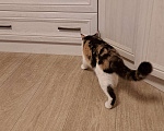 Кошки в Нижневартовске: Отдам в добрые руки Девочка, Бесплатно - фото 7