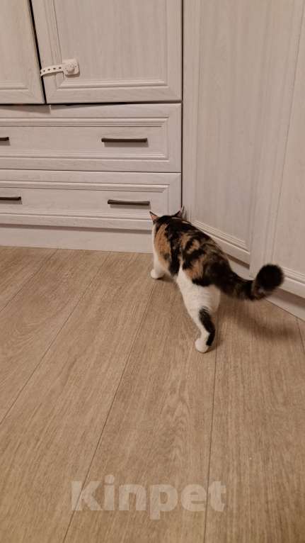 Кошки в Нижневартовске: Отдам в добрые руки Девочка, Бесплатно - фото 7