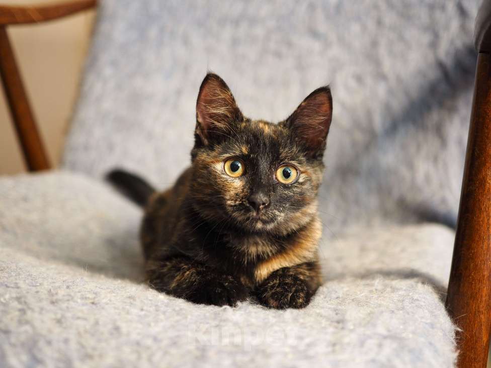 Кошки в Москве: Котёнок Пеппи в добрые руки  Девочка, Бесплатно - фото 5