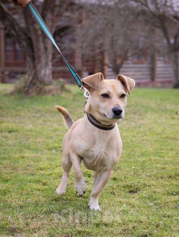 Собаки в Подольске: Кокки , кобель-коротколапик 3х лет в добрые руки Мальчик, Бесплатно - фото 2