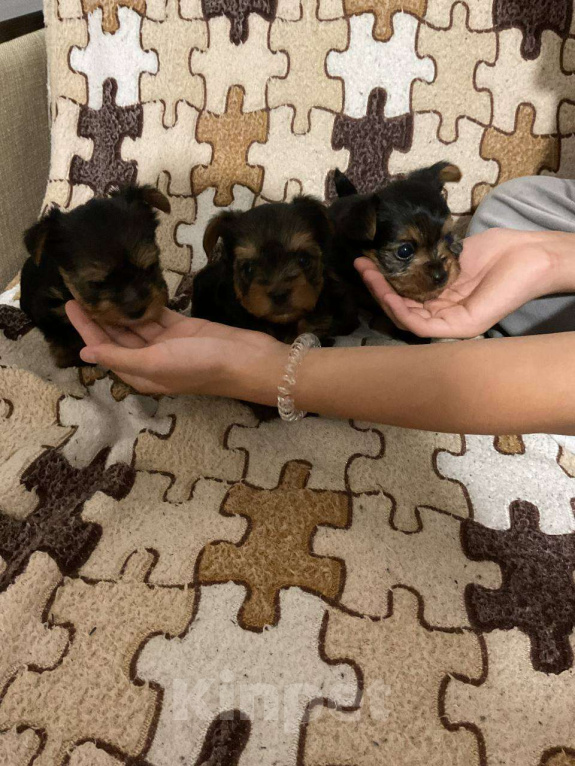 Собаки в других городах Московской области: Йоркширский терьер мини беби фейс щенки Мальчик, 30 000 руб. - фото 7