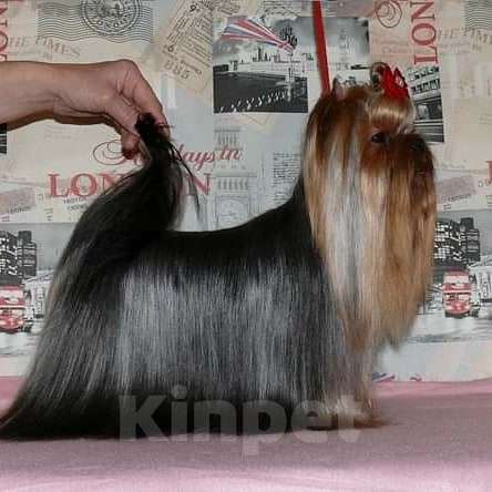 Собаки в Москве: Йорк вязка Мальчик, 7 000 руб. - фото 1