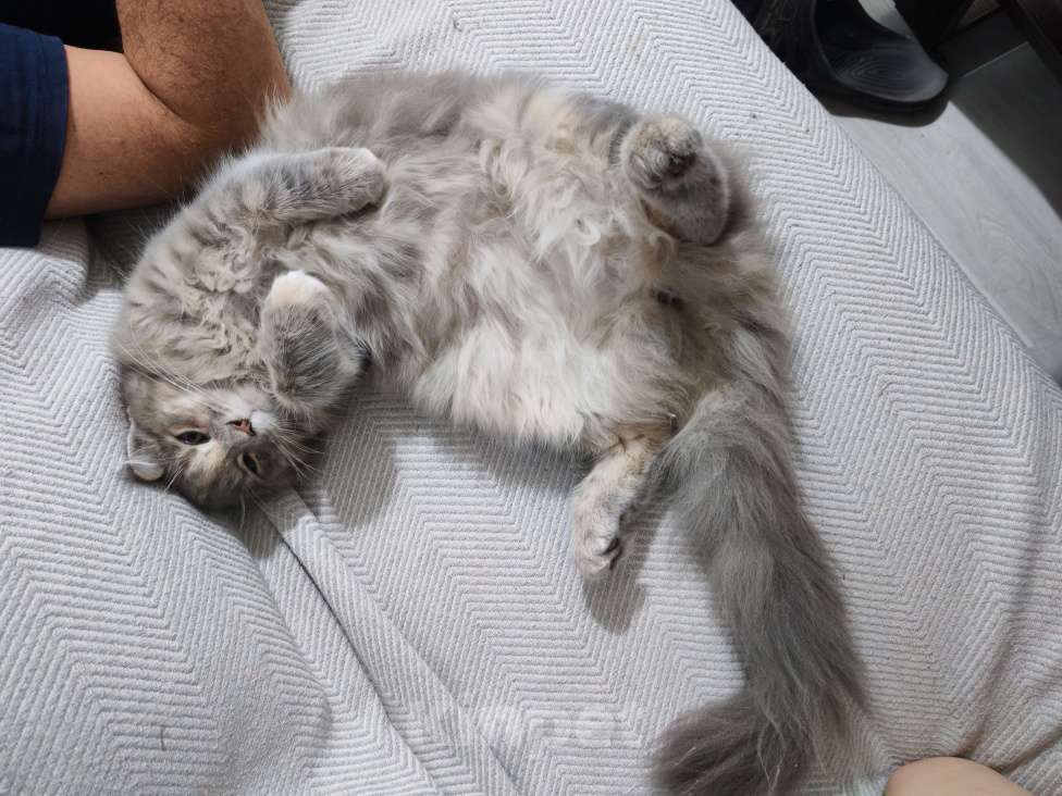 Кошки в Мурином: Девочка мейн-кун Девочка, Бесплатно - фото 7