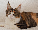 Кошки в Казани: Котенок мейн кун Девочка, 55 000 руб. - фото 1