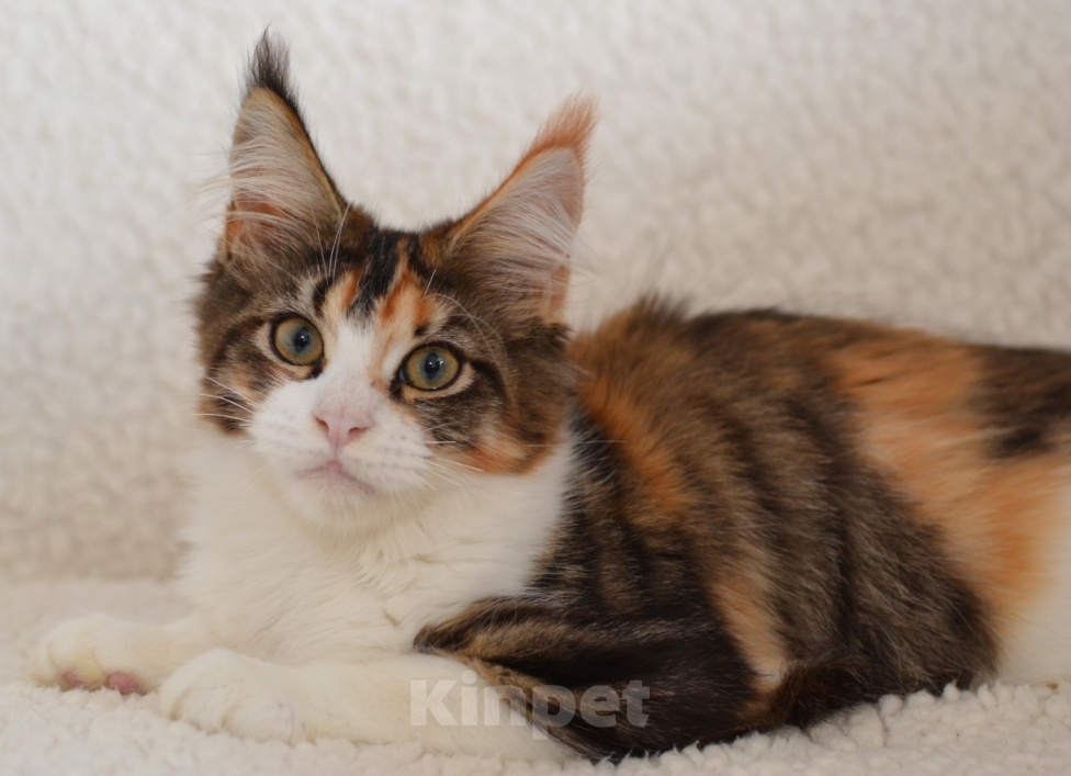 Кошки в Казани: Котенок мейн кун Девочка, 55 000 руб. - фото 1