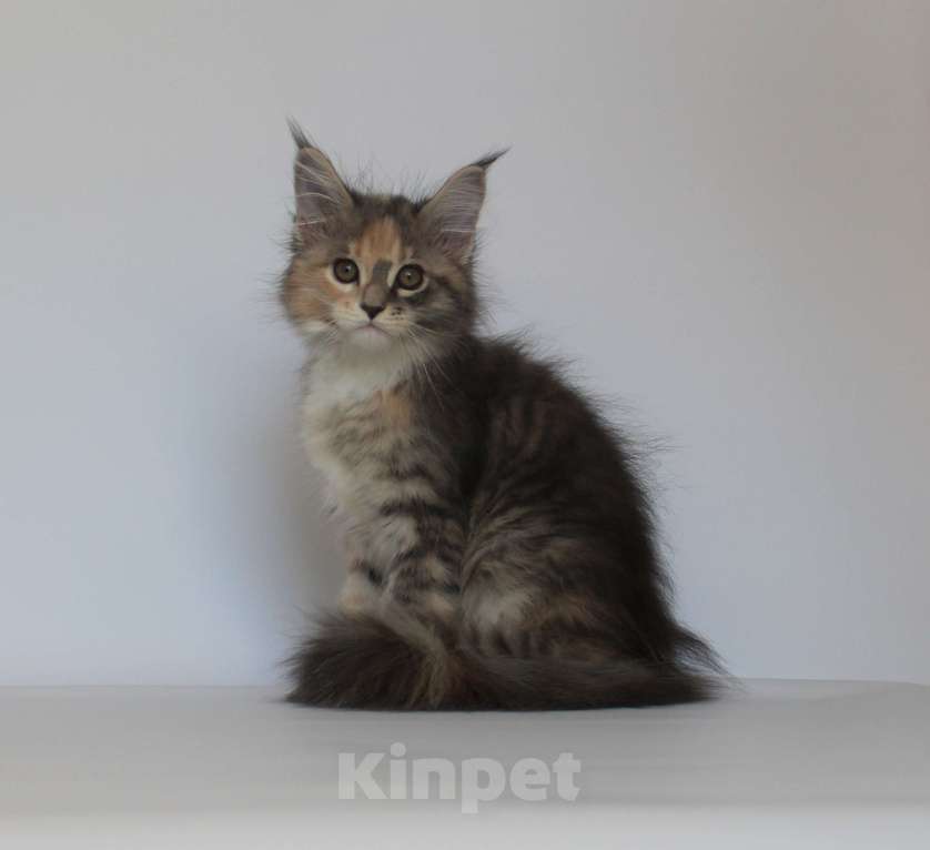 Кошки в Екатеринбурге: Дарьяна. Девочка. Мейн-кун Девочка, 35 000 руб. - фото 2