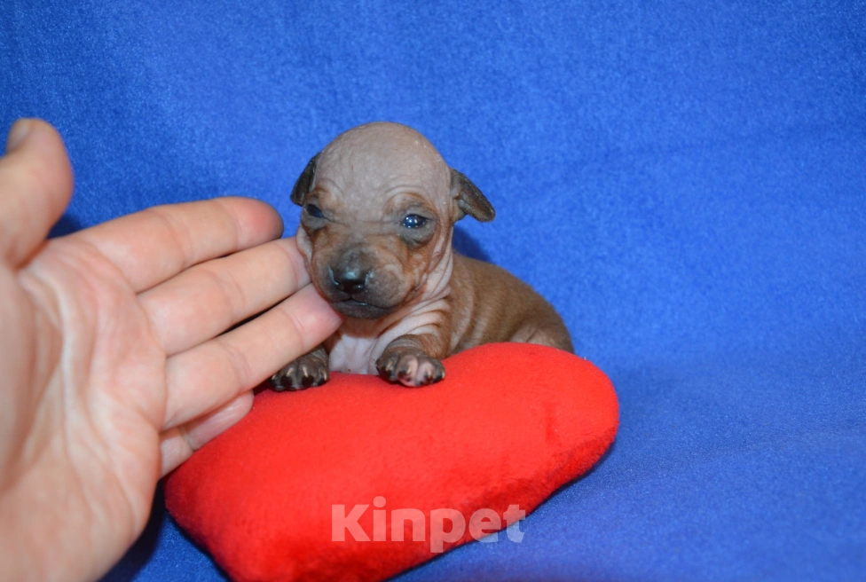 Собаки в Москве: Щенки американского голого терьера  Девочка, 25 000 руб. - фото 2