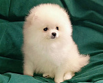 Собаки в Москве: Померанский шпиц, кремовая мини девочка Девочка, 27 000 руб. - фото 2