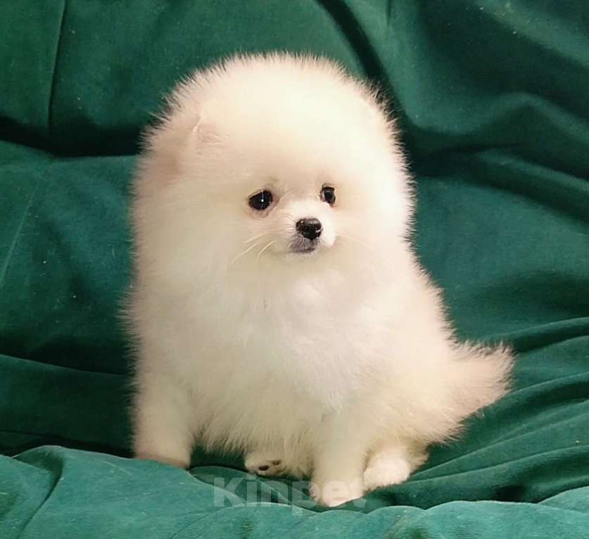 Собаки в Москве: Померанский шпиц, кремовая мини девочка Девочка, 27 000 руб. - фото 2