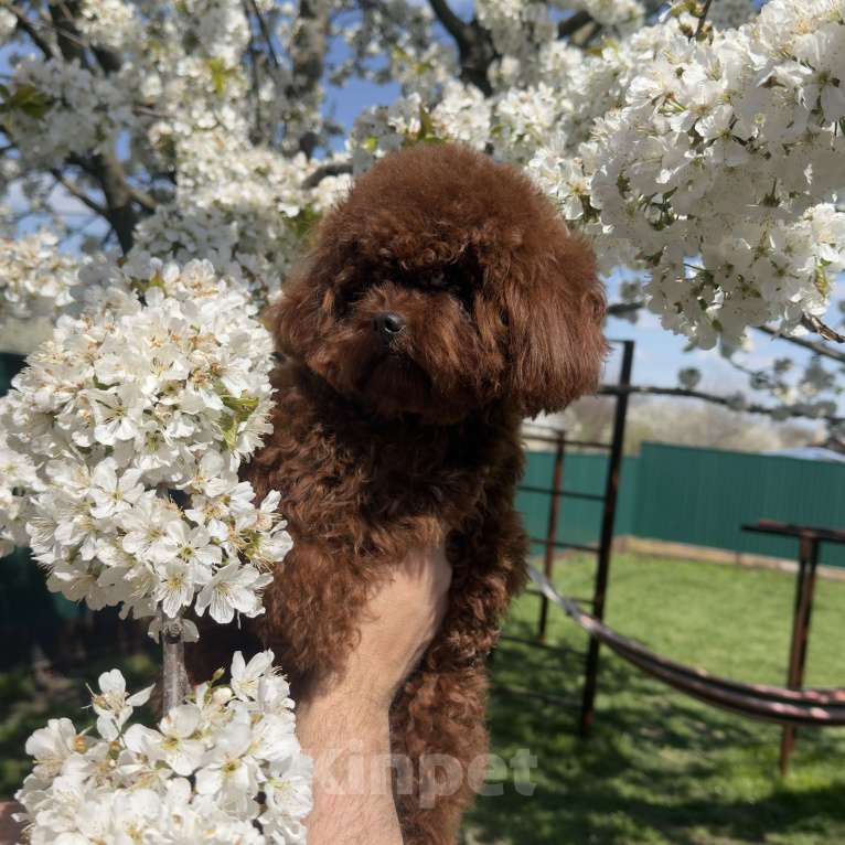 Собаки в Геленджике: Той пудель Девочка, 320 000 руб. - фото 5