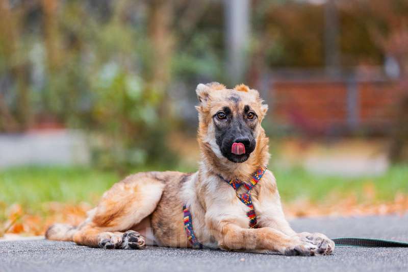 Собаки в Москве: Щенок метис бельгийской овчарки Нолик в добрые руки Девочка, Бесплатно - фото 3