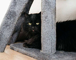 Кошки в Москве: Черный пушистый кот Гриша в добрые руки Мальчик, 1 руб. - фото 8