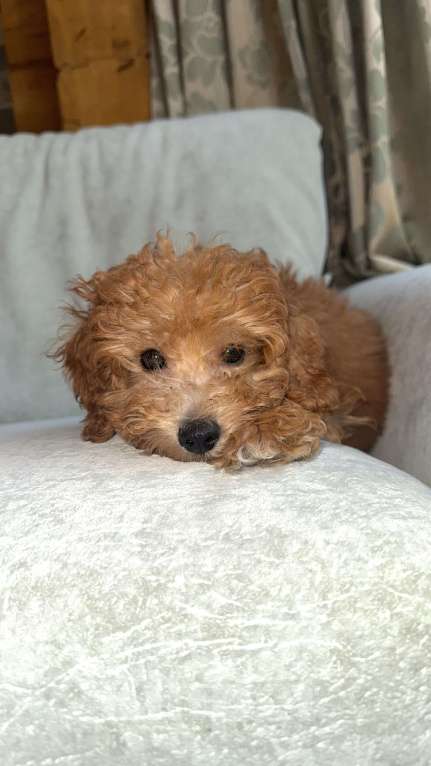 Собаки в Москве: ВЯЗКА ТОЙ-ПУДЕЛЬ Мальчик, 5 000 руб. - фото 2