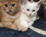 Кошки в Александровске-Сахалинском: Детки Мейн кун, 8 000 руб. - фото 4