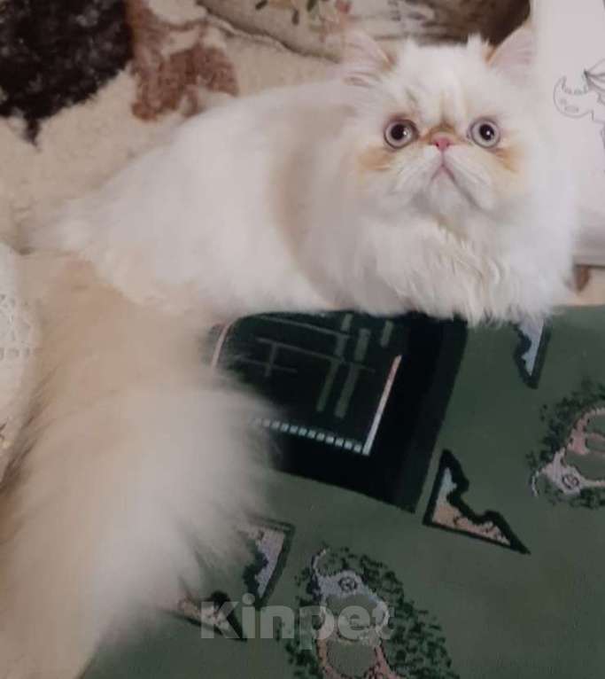 Кошки в Долгопрудном: Ян и Яна ищут один дом на двоих Мальчик, Бесплатно - фото 2