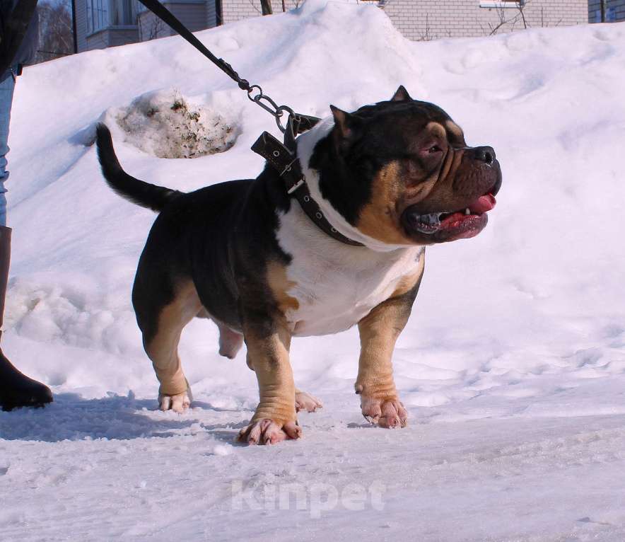 Собаки в Омске: Подрастают булочки Разнополые, 70 000 руб. - фото 9