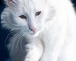 Кошки в Москве: Белоснежный красавец, домашний котик Ченя ищет дом Мальчик, Бесплатно - фото 2