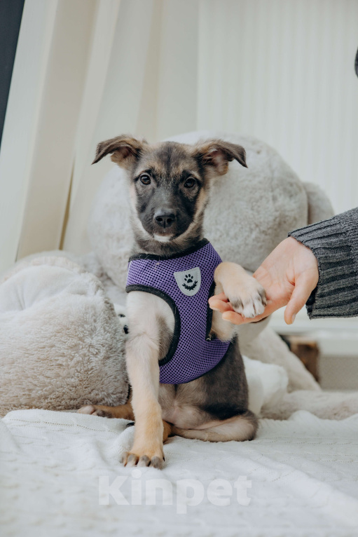 Собаки в Москве: Щенок девочка из приюта ищет дом Девочка, Бесплатно - фото 3