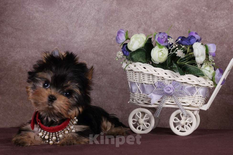 Собаки в Москве: Йоркширский терьер, курносая мини красотка Юджиния Девочка, 120 000 руб. - фото 4