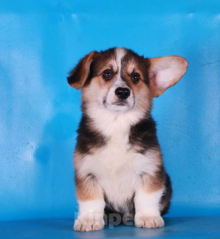 Собаки в Москве: вельш корги пемброк щенки Мальчик, 90 000 руб. - фото 9