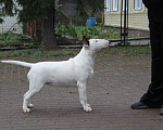 Собаки в Москве: Высокопородные щенки бультерьера Девочка, 100 000 руб. - фото 2