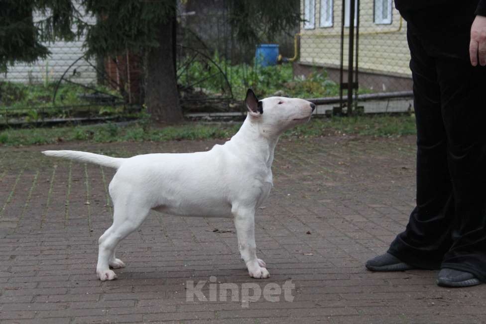 Собаки в Москве: Высокопородные щенки бультерьера Девочка, 100 000 руб. - фото 2