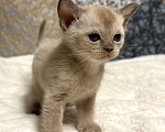 Кошки в Москве: Бурманские котята: открыто бронирование! Мальчик, 80 000 руб. - фото 2