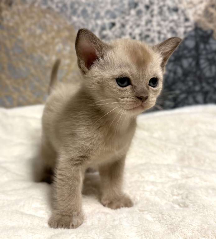 Кошки в Москве: Бурманские котята: открыто бронирование! Мальчик, 80 000 руб. - фото 2