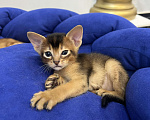 Кошки в Липецке: Продается абиссинский котенок  Мальчик, 60 000 руб. - фото 3