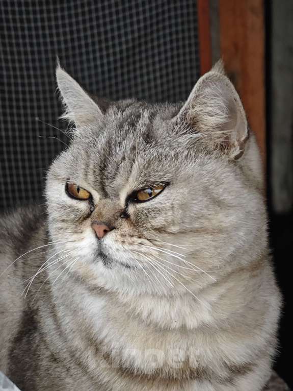 Кошки в Уфе: Красивая шотландская кошка в дар Девочка, Бесплатно - фото 5