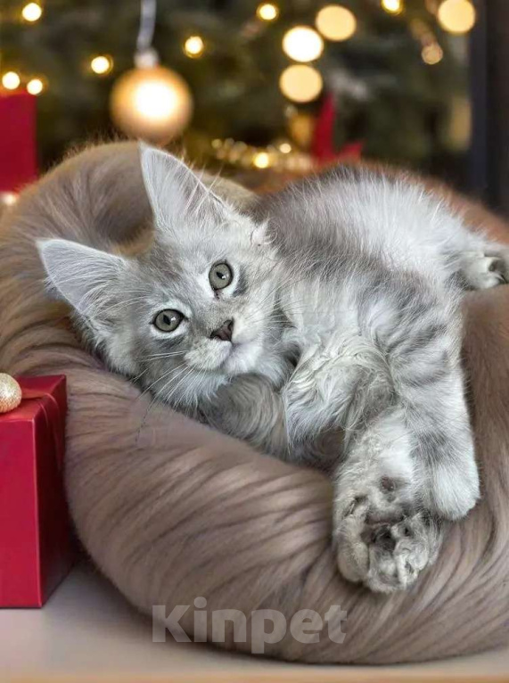 Кошки в Москве: Пушистый ангел для вашего новогоднего настроения Мальчик, 80 000 руб. - фото 5