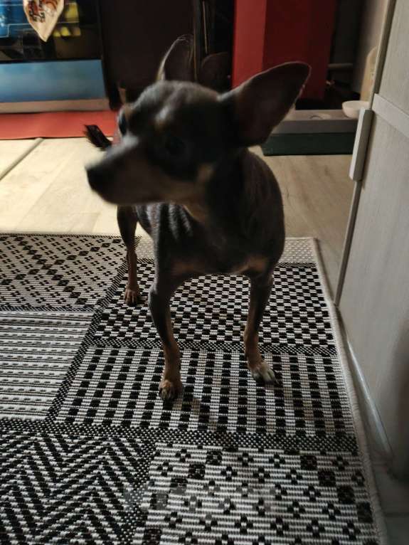 Собаки в Нижнем Новгороде: Нашла собаку.  Девочка, Бесплатно - фото 3