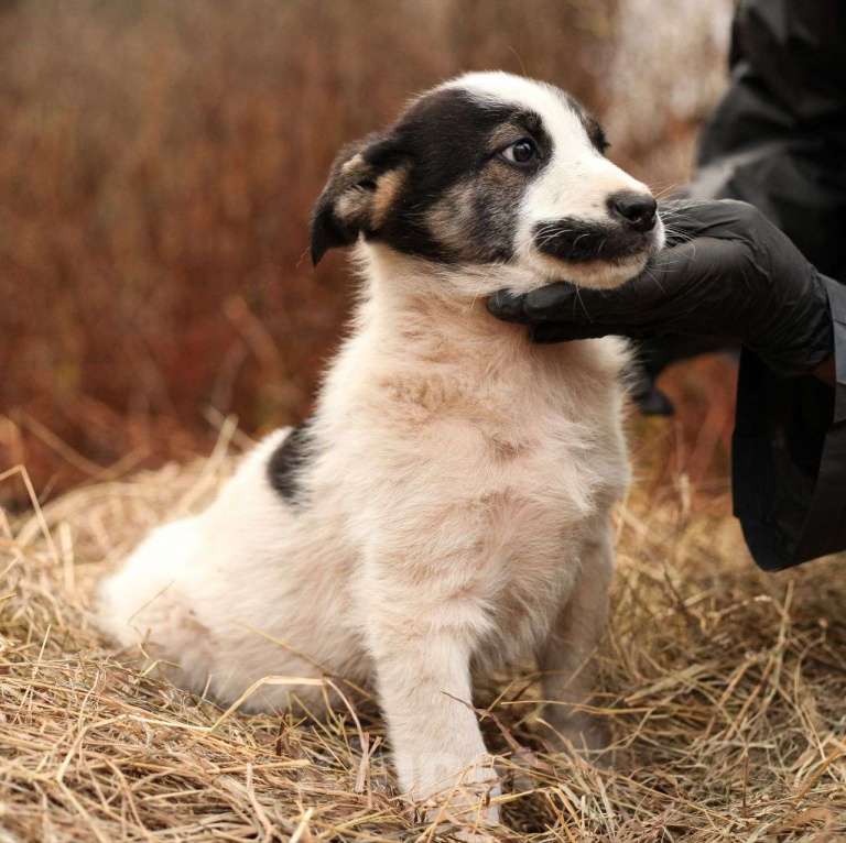 Собаки в Москве: Двухмесячный щенок девочка попала в вольер 🆘️ Срочно нужен дом  Девочка, Бесплатно - фото 4