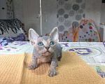Кошки в Саратове: Очаровательные котята  Мальчик, 7 000 руб. - фото 6
