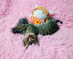 Кошки в Санкт-Петербурге: Мимимишный малютка, серый  котенок 2 мес Мальчик, 200 руб. - фото 5