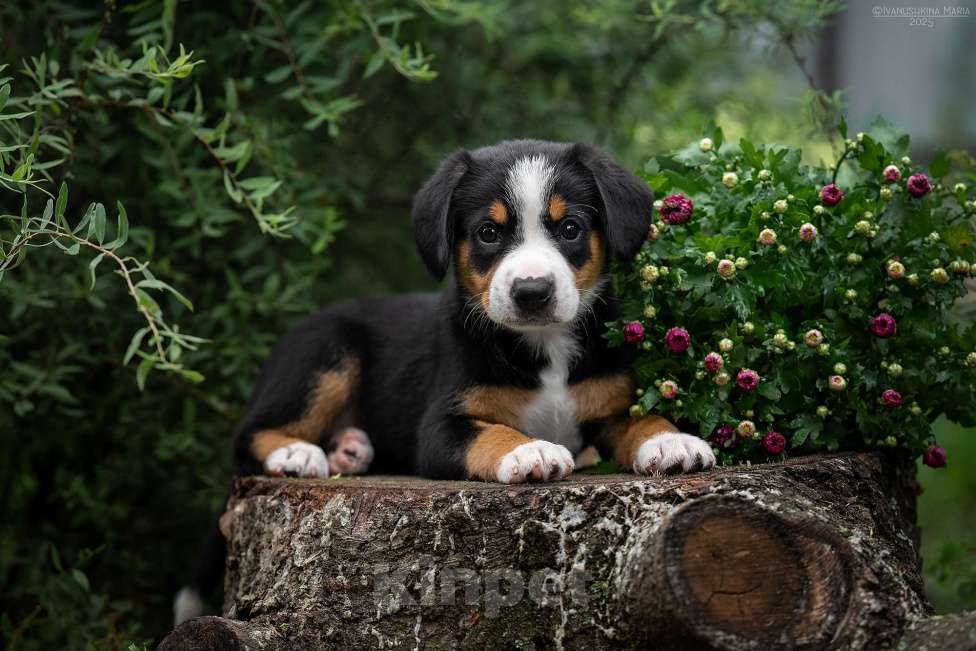 Собаки в Москве: Прекрасная девочка  энтлебухер зенненхундиз FRESH ENERGY Девочка, Бесплатно - фото 3