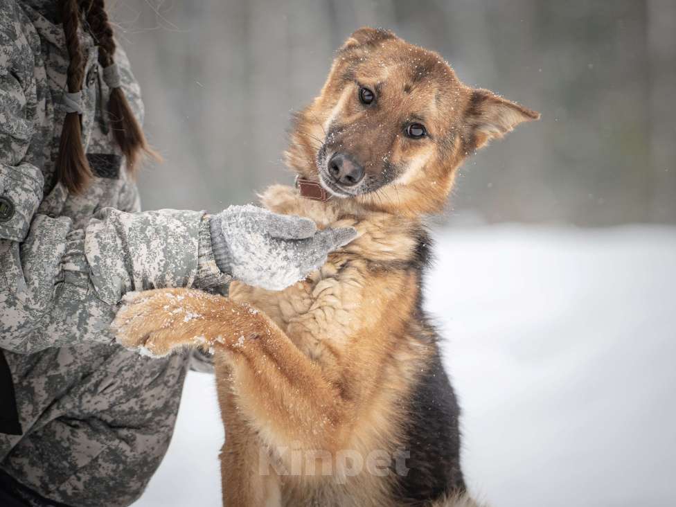 Собаки в Клине: Фундук — ласковый добряк, который ищет свою семью Мальчик, Бесплатно - фото 6