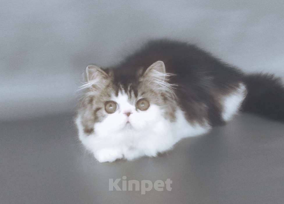 Кошки в Новосибирске: Персидский котик  Мальчик, 30 000 руб. - фото 2