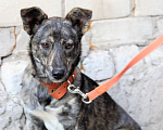 Собаки в Рязани: Мира - собака фенотипа каи. Девочка, Бесплатно - фото 1