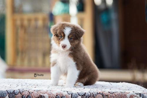 Австралийская овчарка, аусси