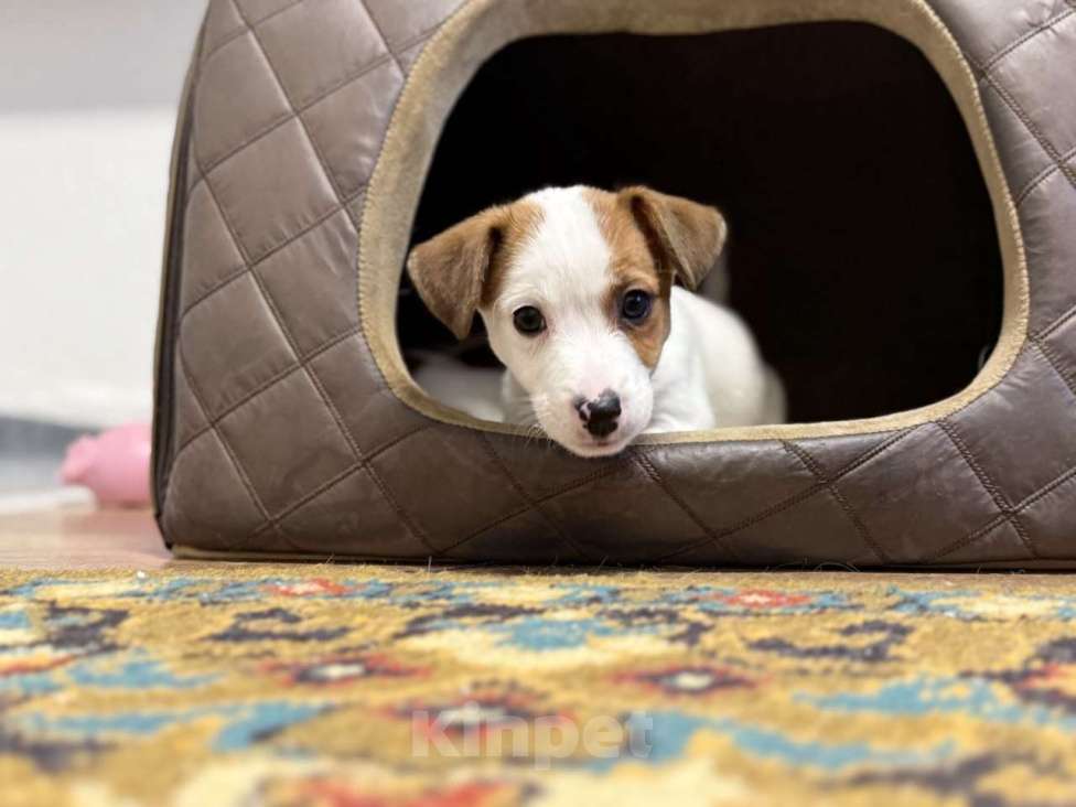 Собаки в Москве: Щенки от титулованных родителей Девочка, 28 000 руб. - фото 8