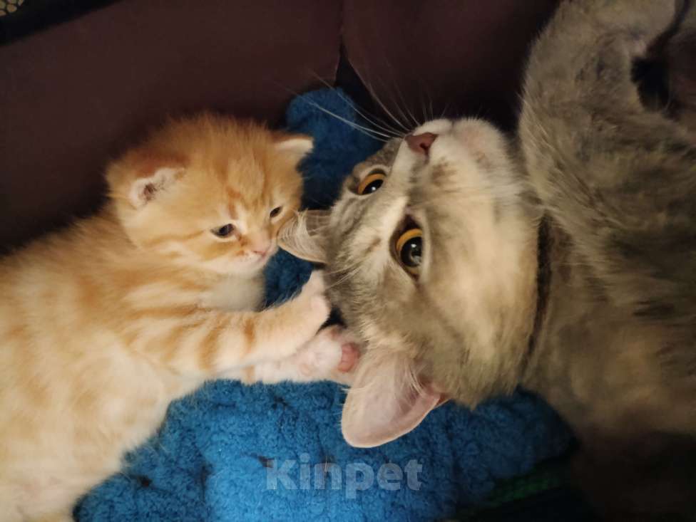Кошки в Москве: Котенок 1.5 месяца Мальчик, 10 000 руб. - фото 6