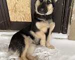 Собаки в Волгограде: Красавцы ищут хозяев Мальчик, Бесплатно - фото 1