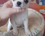 Собаки в Москве: девочка чихуахуа Девочка, 1 руб. - фото 2