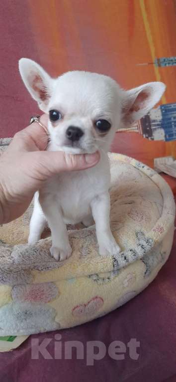 Собаки в Москве: девочка чихуахуа Девочка, 1 руб. - фото 2