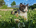 Кошки в Нижнем Тагиле: Черно-белый котенок Девочка, Бесплатно - фото 9