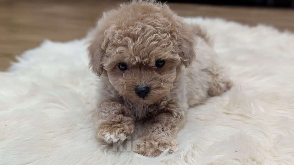 Собаки в Москве: Мини девочка иальтипу Девочка, 120 000 руб. - фото 3