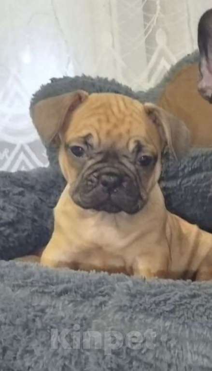 Собаки в Москве: Щенки французики Разнополые, 25 000 руб. - фото 3