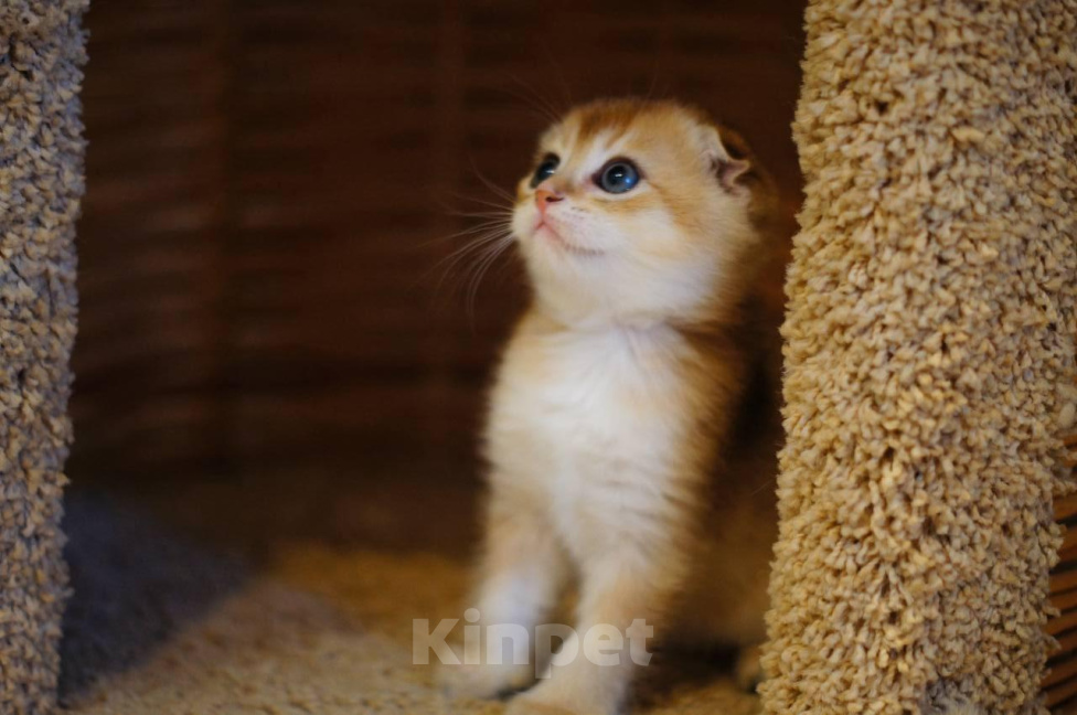 Кошки в Челябинске: Шотландская золотая шиншилла Мальчик, 35 000 руб. - фото 7